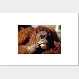 Orangutan Posters and Art